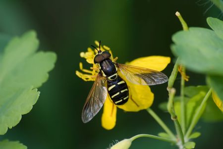 The hoverfly sitting on the celandine plantの写真素材