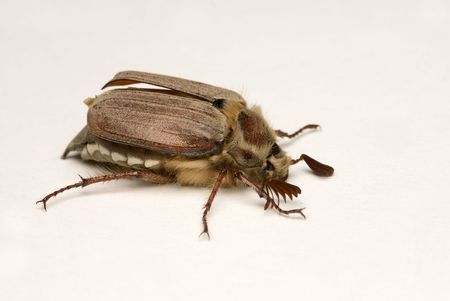 The may bug on the white background