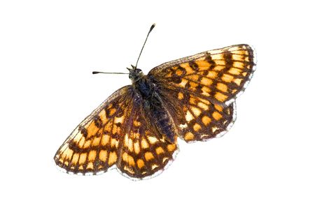 Nymphalid butterfly Melitaea athalia over whiteの写真素材
