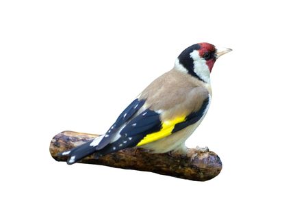 The goldfinch male sitting on the twigの写真素材