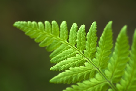 The curl of young growing fern leaf