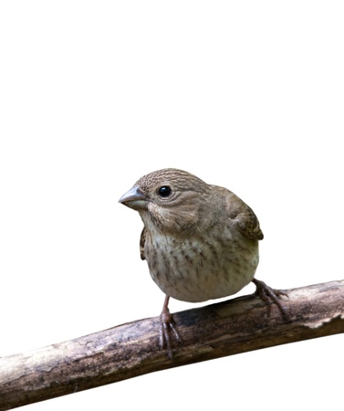 The lentil bird female on a white backgroundの写真素材