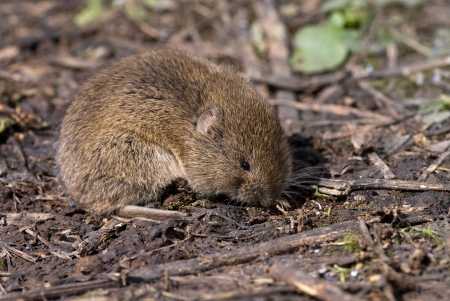 The field vole sitting on the ground
