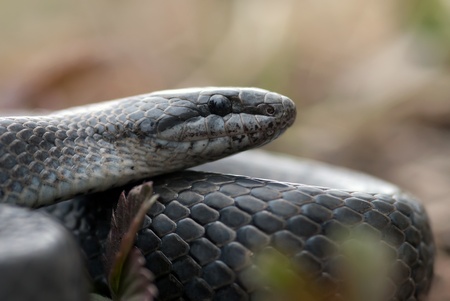 The grey grass- snake close up shotの写真素材