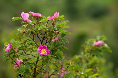 The blossoming briar bush with pink flowersの写真素材