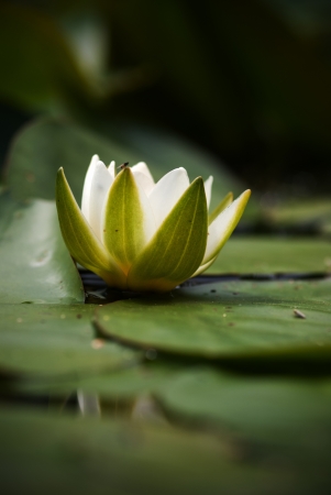 The single flower of white water lilyの写真素材