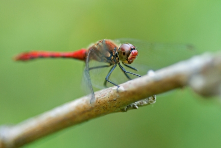 The dragonfly sitting on a dry stemの写真素材