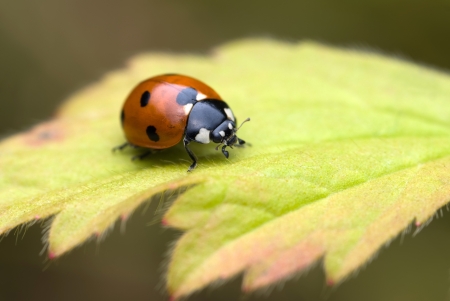 The beautiful ladibird sitting on a leafの写真素材