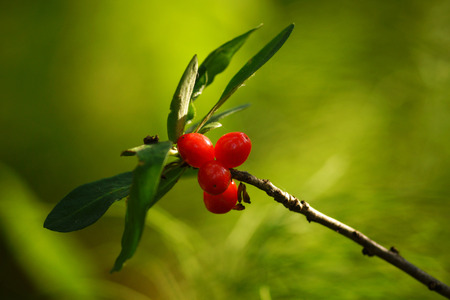 the red berries of the Daphne mezereum