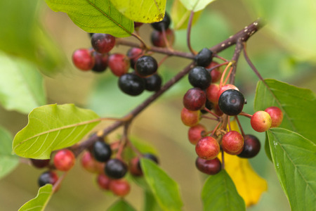 The alder buckthorn berries over green background