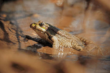 The lake frog sitting on a ground