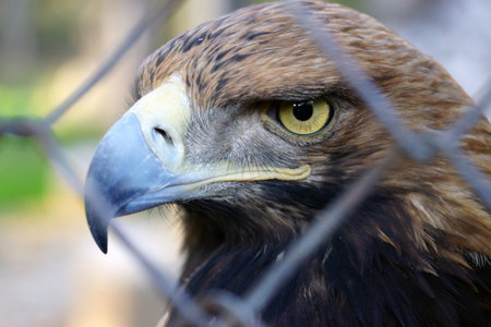 Portrait of a Golden Eagle in the Shymkent Zoo. Close-up.の写真素材