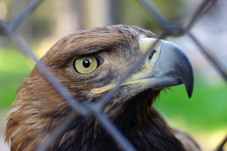 Portrait of a golden eagle in the Shymkent Zoo, close-upの写真素材