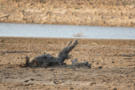 Wooden with a beautiful backgroundの写真素材