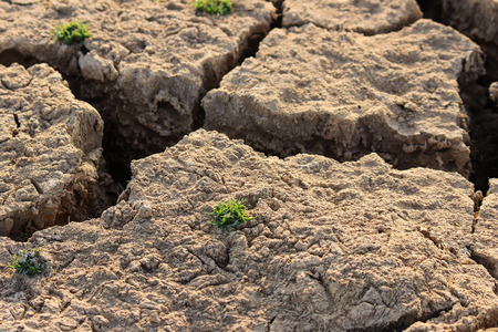 Grass in desert