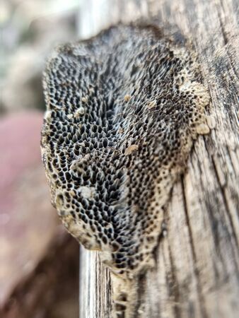 Fungus on the treeの写真素材