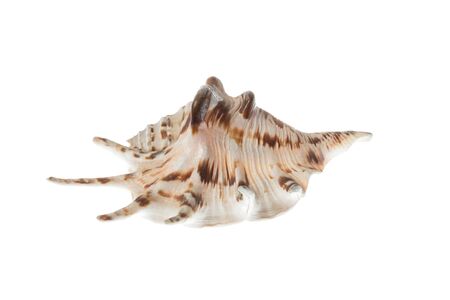 Seashell with brown patterns, isolated on white backgroundの写真素材