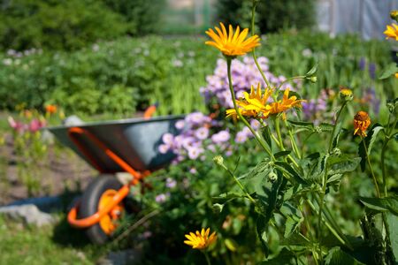 Gardening tools on the grass in the gardenの写真素材