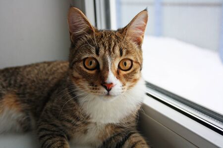 Close view of cat on a windowsill near the windowの写真素材