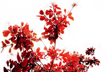 Red treeの写真素材