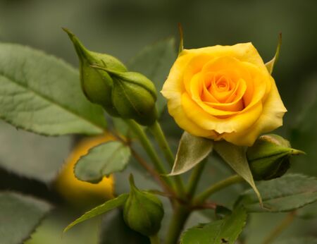 A beautiful yellow rose with few buds in a gardenの写真素材