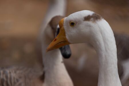close up of a domestic Indian gooseの写真素材