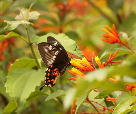 a beautiful butterfly sucking nectar from a flowerの写真素材