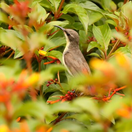 sunbirds feed mainly on nectar, although they will also take insects, especially when feeding young.の写真素材