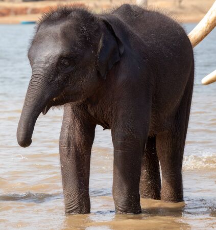 A calf enjoying in waterの写真素材