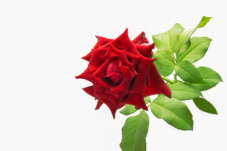 Red rose isolated on a white background.の写真素材