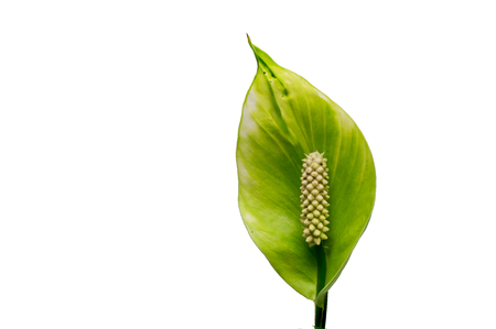 Peace Lily on white background.の写真素材