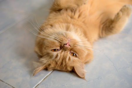 thai Cats lie on the floor tiles.の写真素材