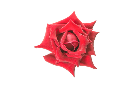 Red Roses and water dropsの写真素材