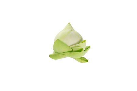 Closeup lotus on white background.の写真素材