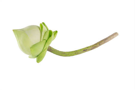 Closeup lotus on white background.の写真素材