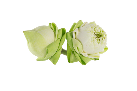 Closeup couple lotus on white background.の写真素材