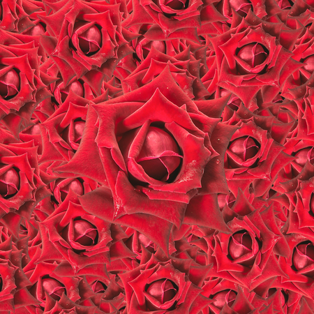 Red roses backgroundの写真素材