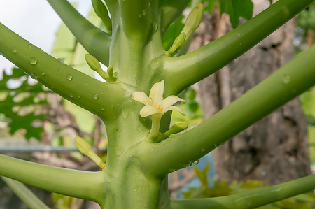 Flower of papaya treeの写真素材
