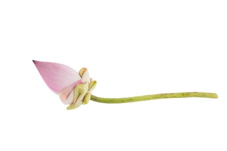 Closeup lotus on white background.の写真素材