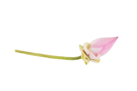 Closeup lotus on white background.の写真素材
