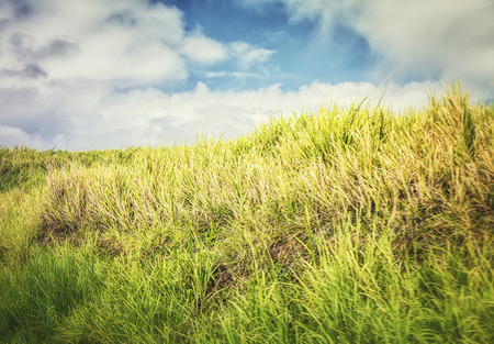 Caribbean Vegetationの写真素材