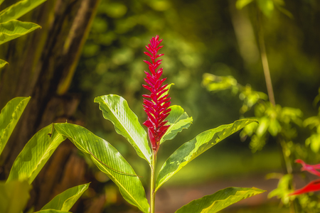 Caribbean Vegetationの写真素材