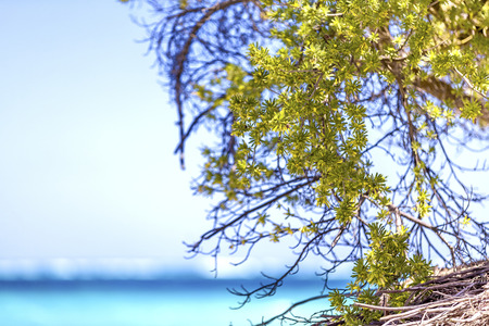 Sunny Branch On Caribbean Beachの写真素材