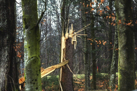 Broken treeの写真素材