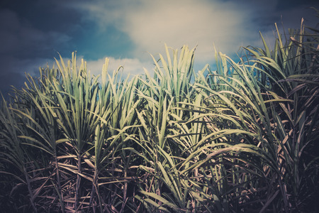 Caribbean sugar cane filedsの写真素材