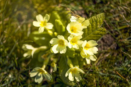 Spring Flowersの写真素材