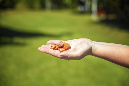 Cocoa beans