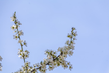 Spring tree blossom