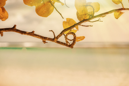 Sunny Caribbean Branchの写真素材