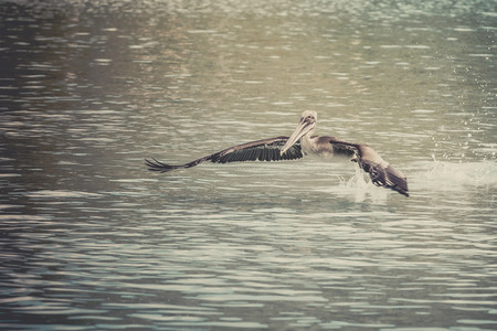 Caribbean seagullの写真素材